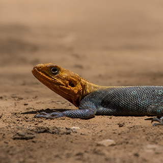 Samburu - Agama lizard